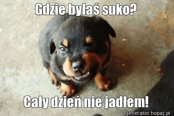 Gdzie byłaś suko?