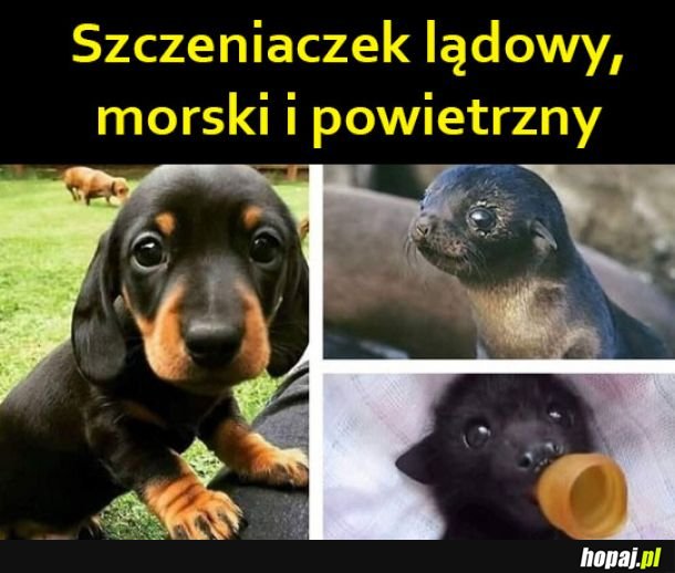 Szczeniaczki