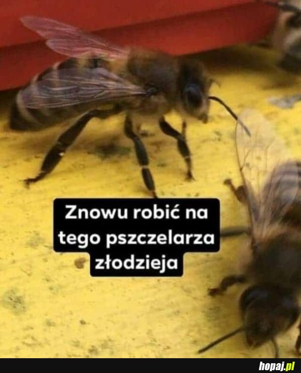 Pracowita pszczółka