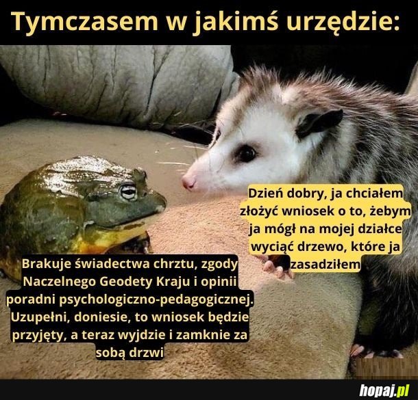 Tymczasem w urzędzie