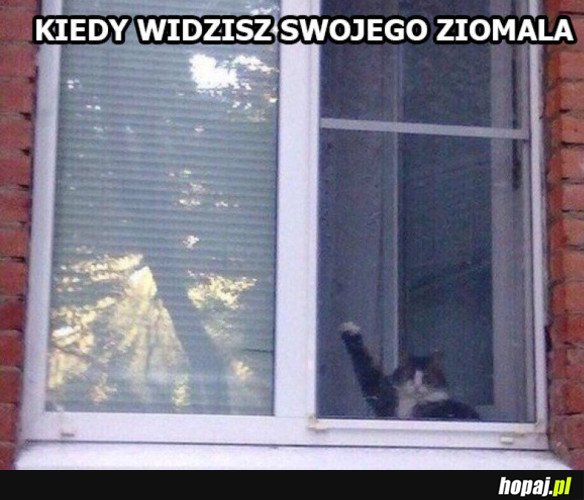Siemasz mordo
