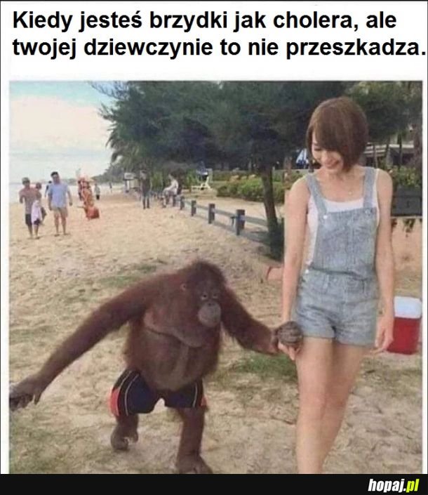  Musi być cholernie bogatym orangutanem 