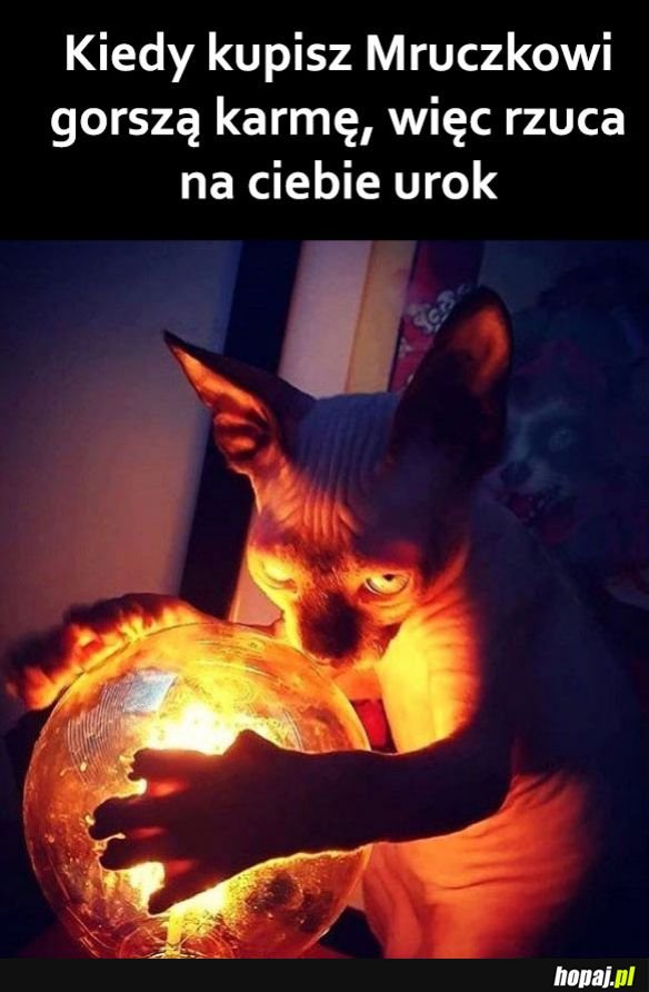 Straszny kot