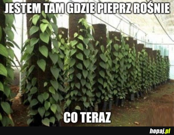 Jakie są dalsze instrukcje