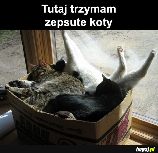 Zepsute koty 