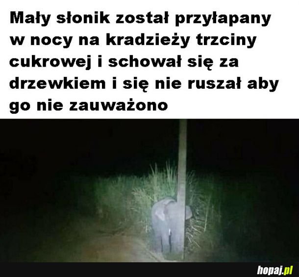 Słodki słonik