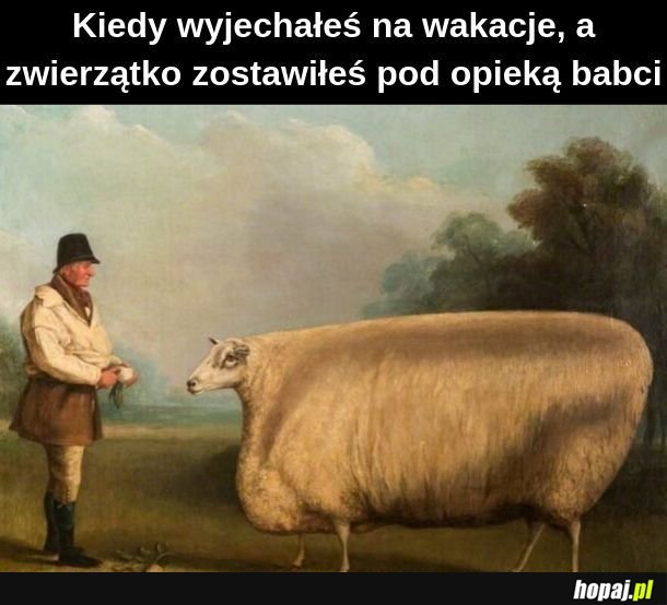  A mogli razem pojechać na Wyspy Owcze :(