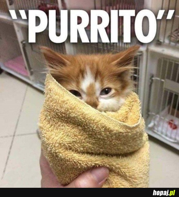 PURRITO