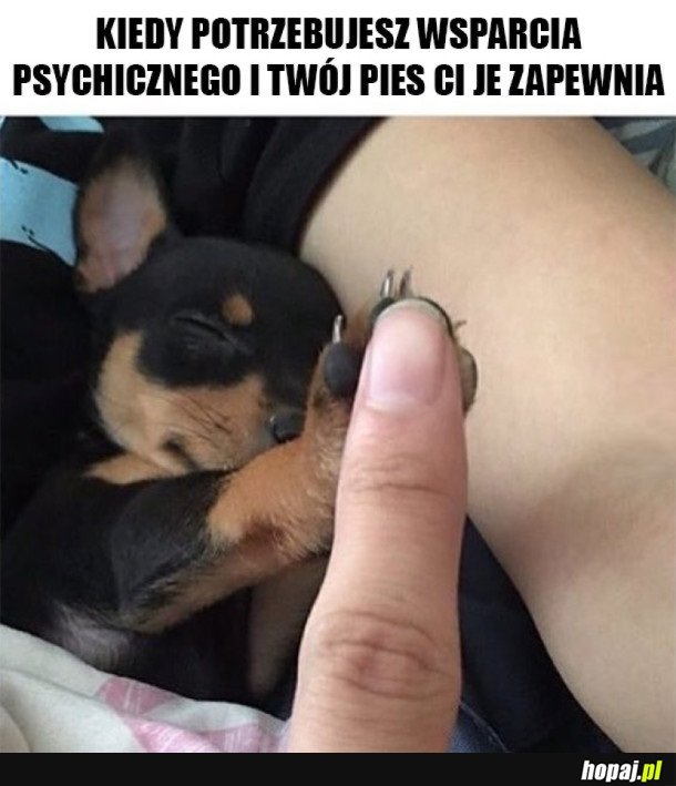 PIES NAJLEPSZY PRZYJACIEL