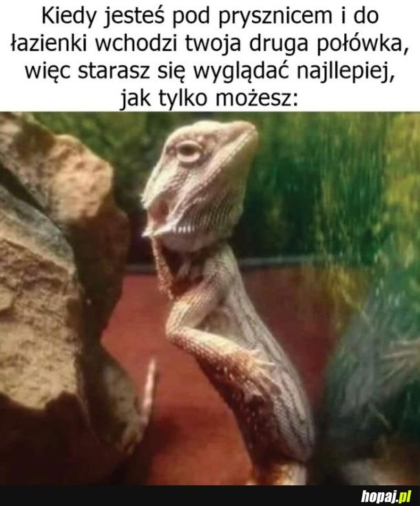 Jaszczur