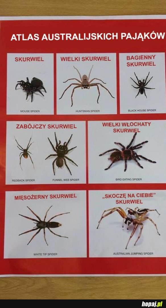 Australijskie pająki