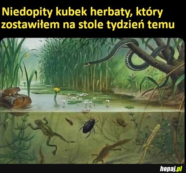 Nowy ekosystem