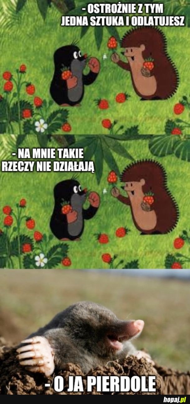 Krtek