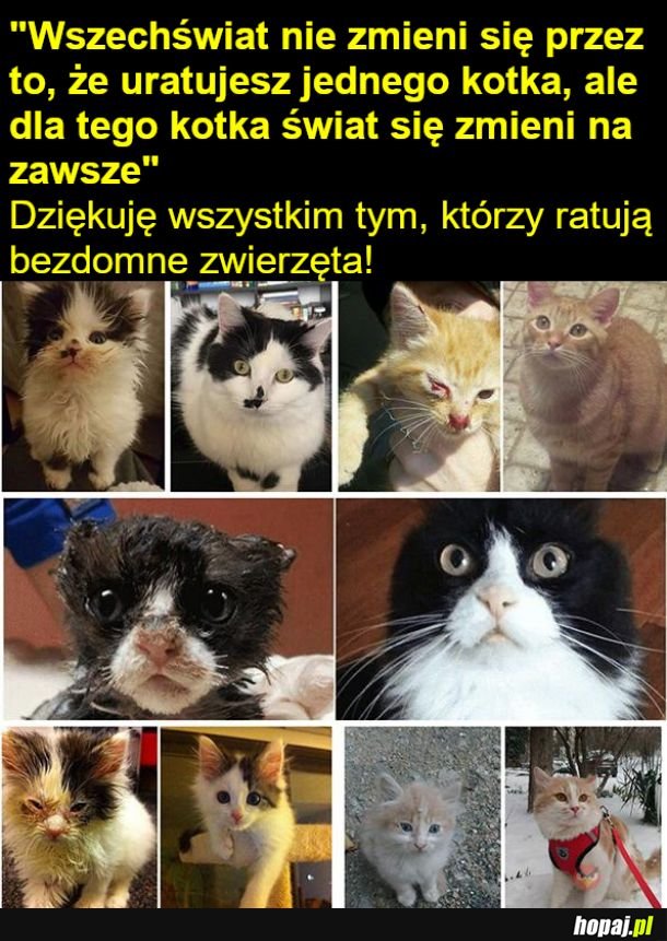 Dziękuję tym, którzy ratują żywe istotki