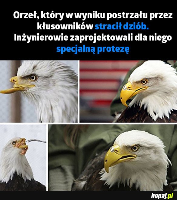 WIARA W LUDZKOŚĆ PRZYWRÓCONA