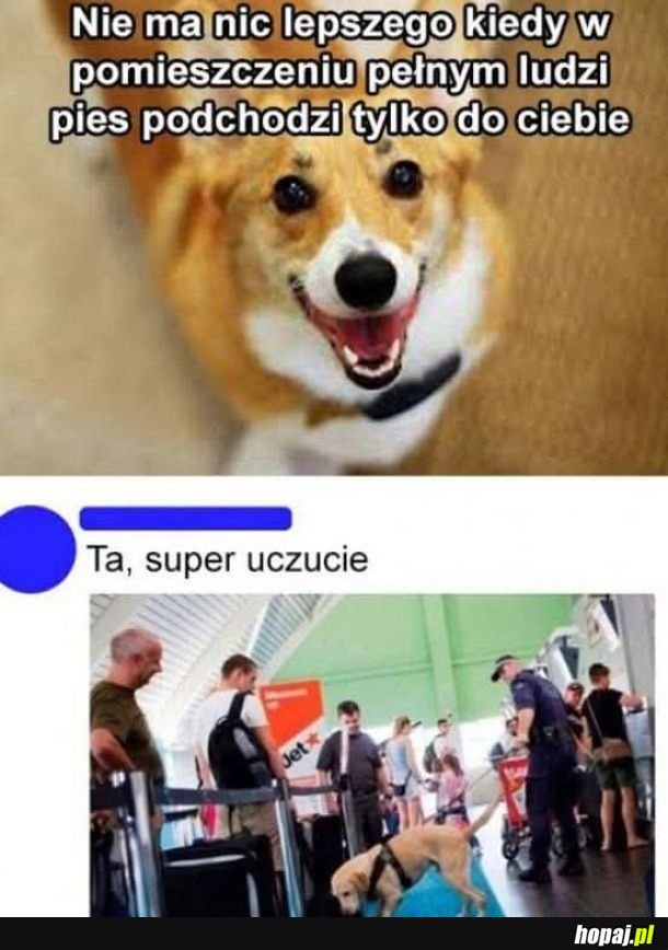 Dragi