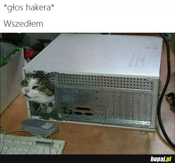 Hacker Cat