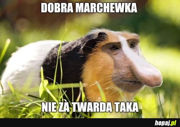 Marchewka