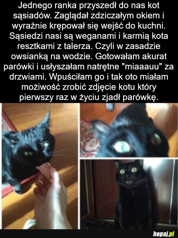 Nareszcie mięso, zabijać takich ludzi