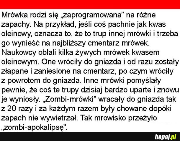 Mrówki zombie