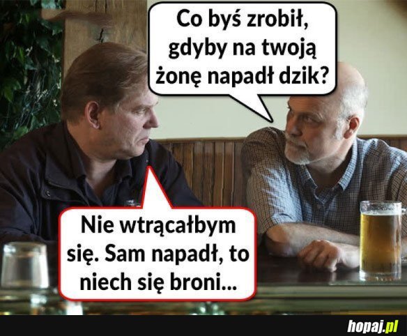 DZIK NAPADŁ NA ŻONĘ