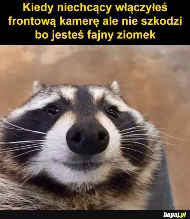 Fajny ziomek
