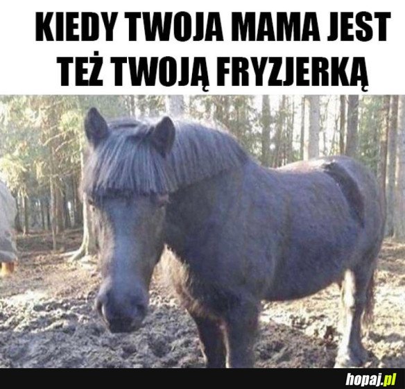 MAMY TAK STRZYGĄ