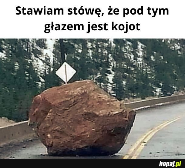 Kojot