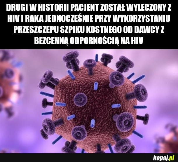 Niewsy 