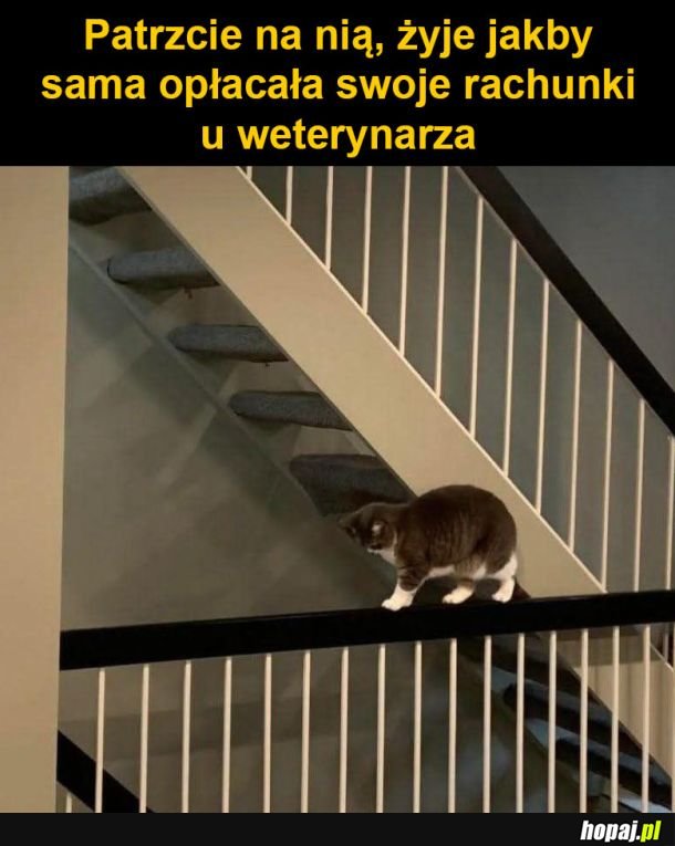 Kot ryzykant