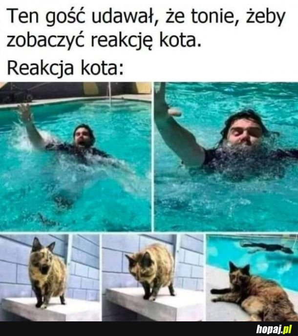 Kochane kotki