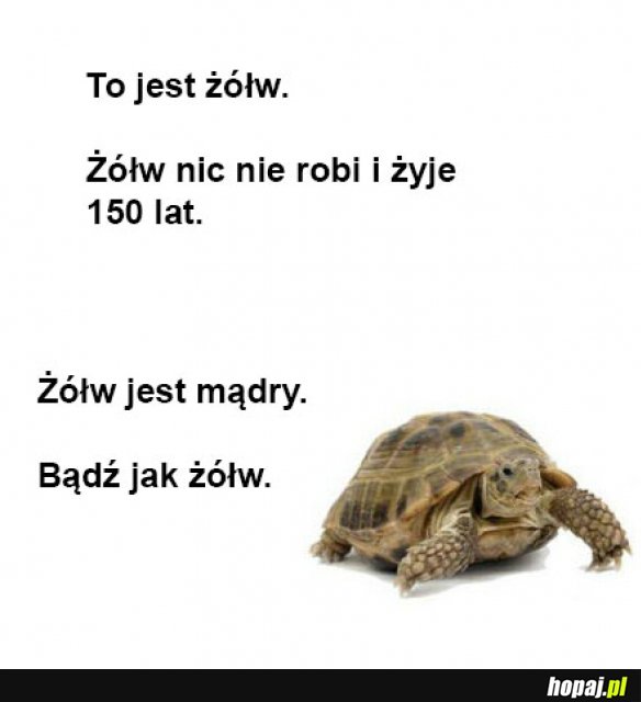 Żółw