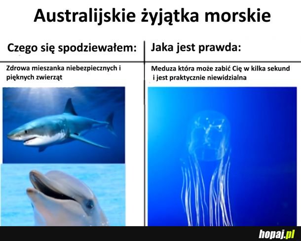 Australijskie żyjątka