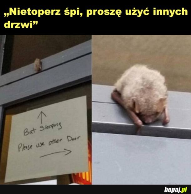 Nietoperek