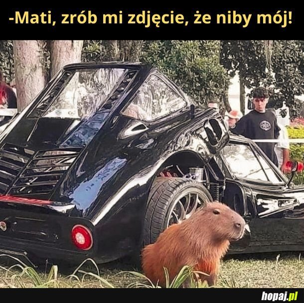 Super. Kapibara ma lepsze auto niż ja... 