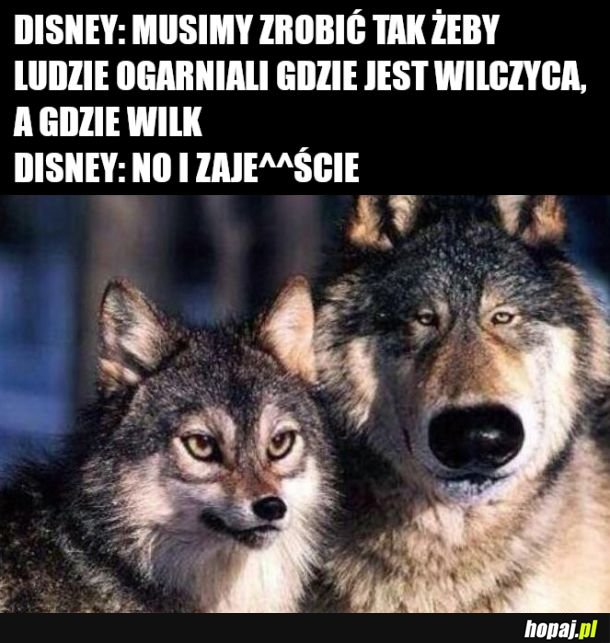 Wszyscy ogarną