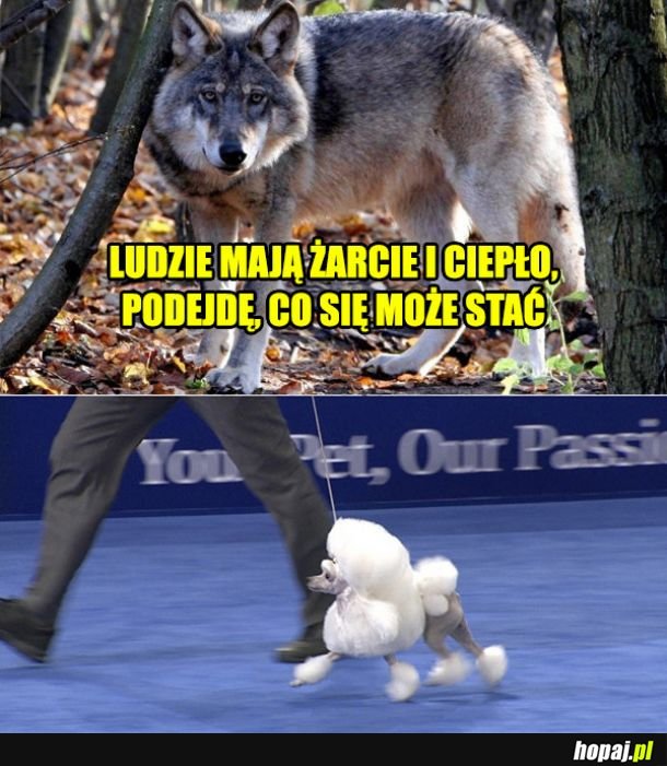 Tak powstał piesek