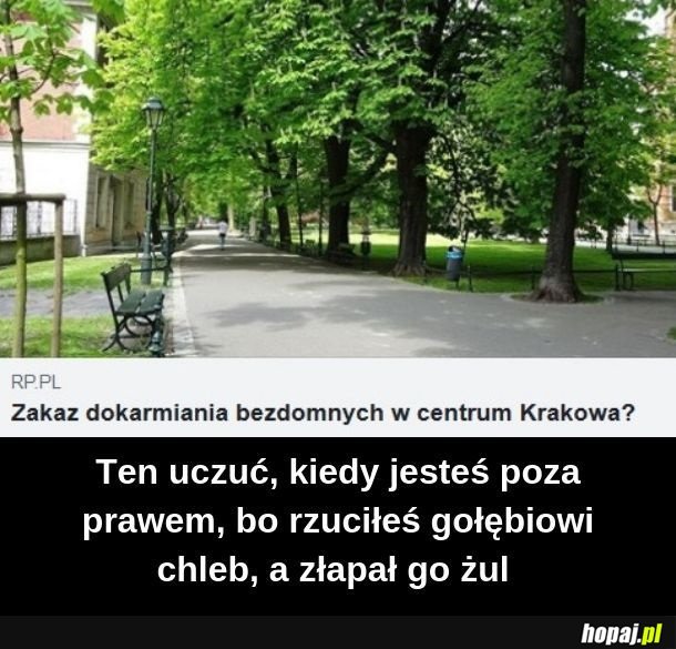 Gołąb