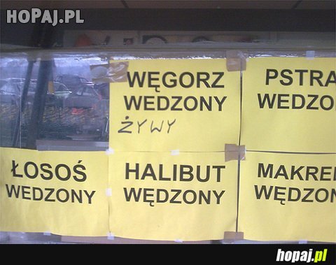 Węgorz wędzony - żywy