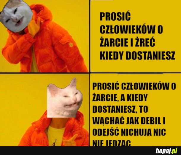 Logika kotów