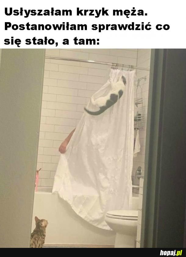 Szalone koty