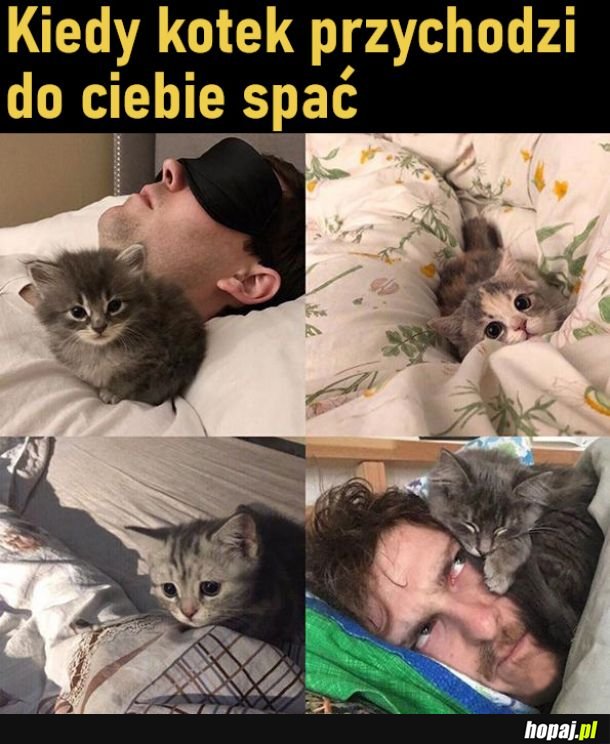 Słodkie kitku
