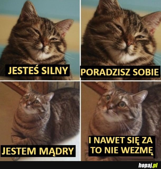 Zdecydował