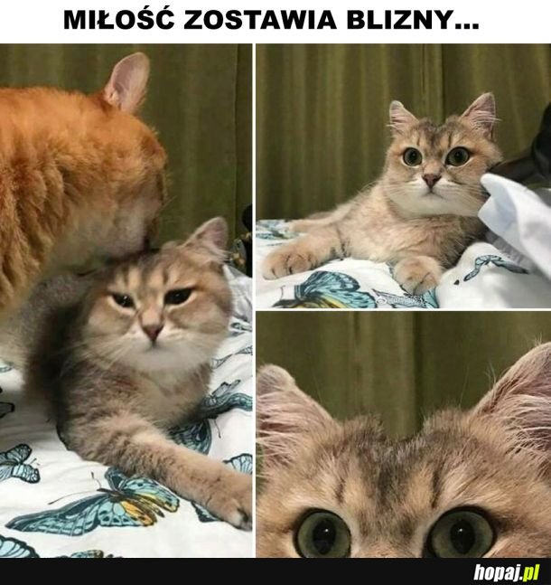 Miłość 