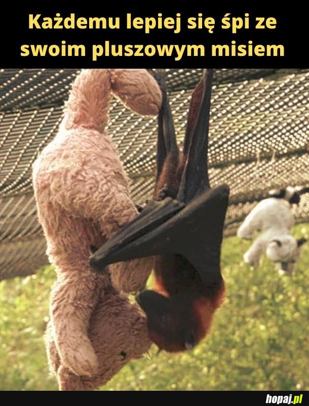 Nietoperek.