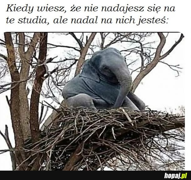 Kiedy kiedy kiedy kiedy kiedy