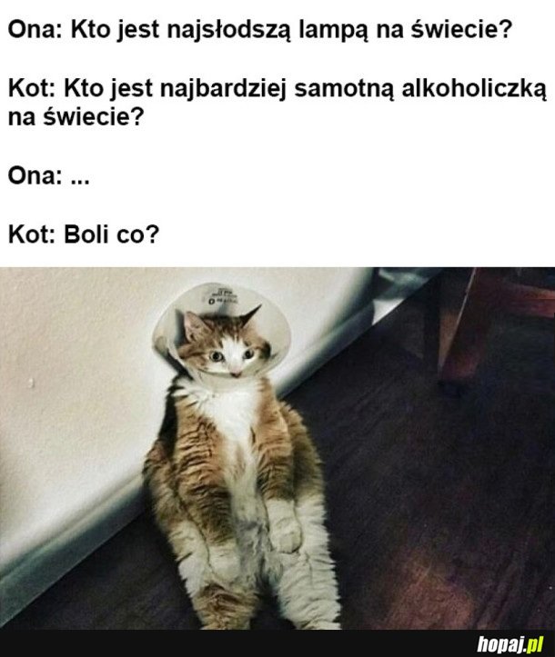 ROZMOWA Z KOTEM