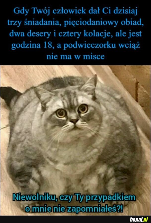 Otyłe kitku