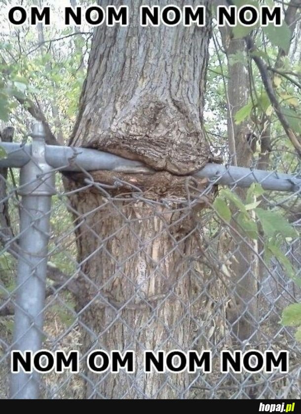 OM NOM NOM