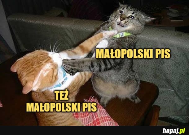 Małopolski PiS. 